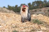 YORKSHIRE TERRIER 189